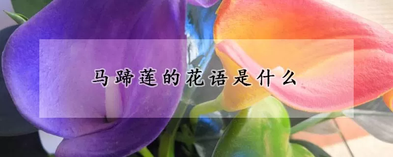 马蹄莲的花语是什么